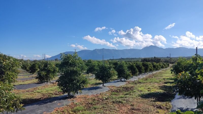 Η εξωτική καλλιέργεια που «ρίζωσε» στην Κρήτη - Πάνω από 15.000 στρέμματα στο νησί
