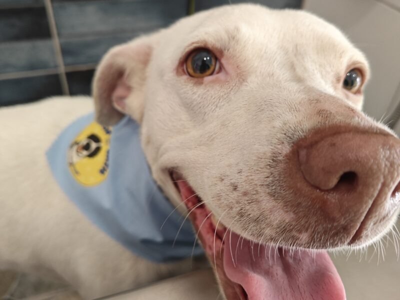 Self service dog Wash