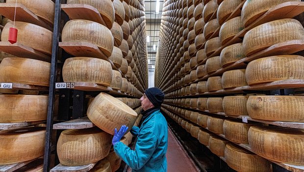 Heats threaten parmesan – A 800-year tradition risks losing