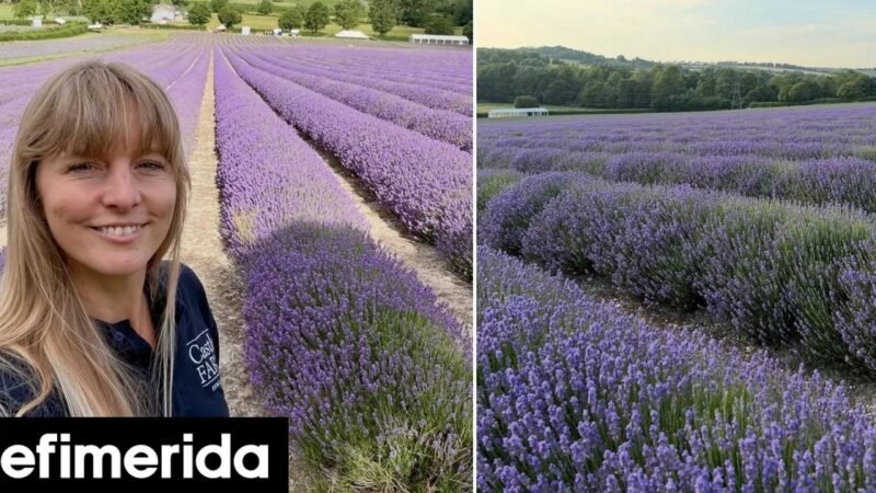 Σκέτη μαγεία: Πανέμορφo αγρόκτημα με λεβάντες πόλος έλξης για επισκέπτες και influencers -Συρρέουν από όλο τον κόσμο [εικόνες]