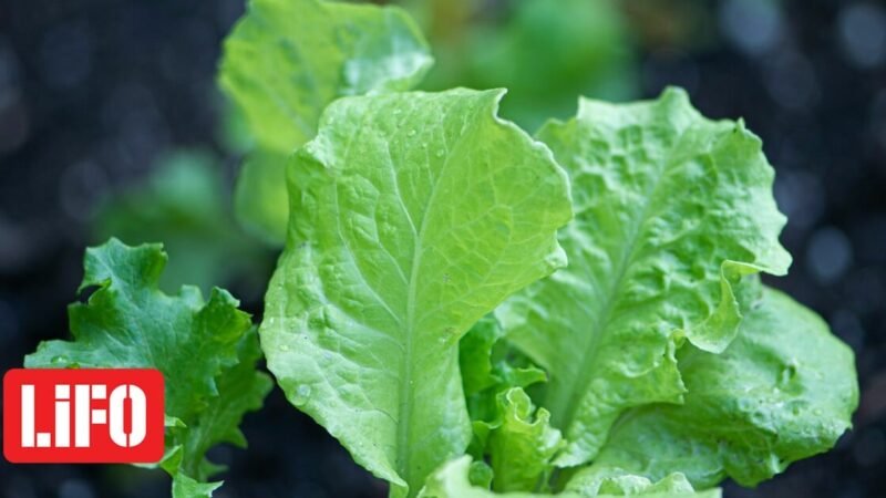 Έξαρση Cyclospora: Επιβεβαιώθηκε ότι μαρούλι του Taco Bell αποτελεί πηγή του παρασίτου που προκαλεί διάρροια