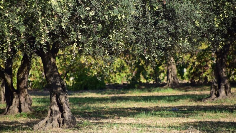 Σταμάτησαν την συγκομιδή οι ελαιοπαραγωγοί